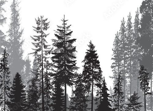 large dark grey firs forest illustration