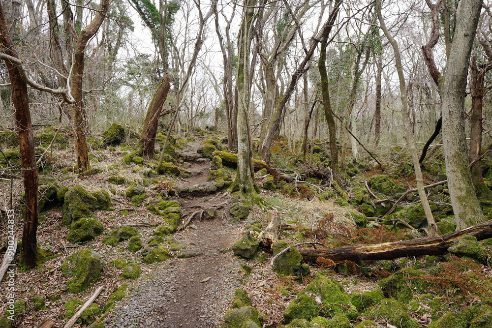 mossy rocks and bare trees in early spring forest mossy rocks and bare trees in early spring forest