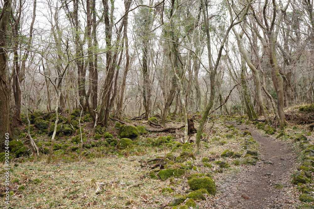 dreary forest with bare trees and pathway dreary forest with bare trees and pathway