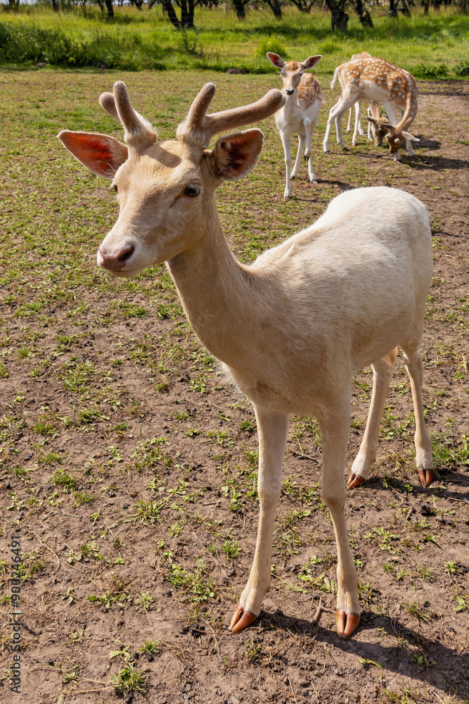 Close-up of a white fallow deer looking at the camera with blurred background Close-up of a white fallow deer looking at the camera with blurred background