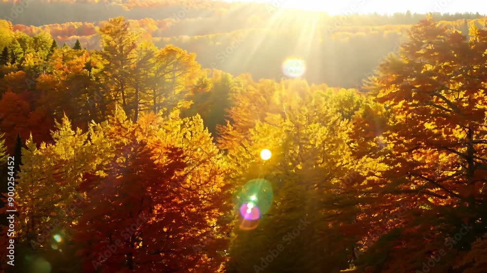 Autumn sunrise colorful canopy Autumn sunrise colorful canopy