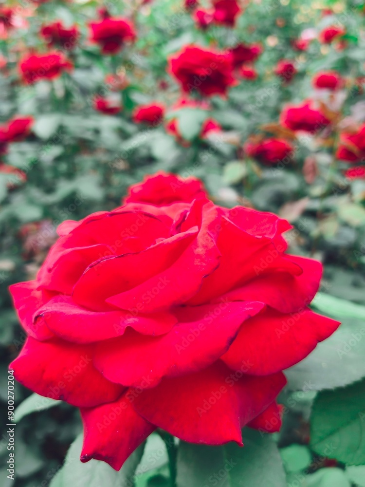 Beautiful roses bloom in a garden plenty of red and pink roses. Beautiful roses bloom in a garden plenty of red and pink roses.