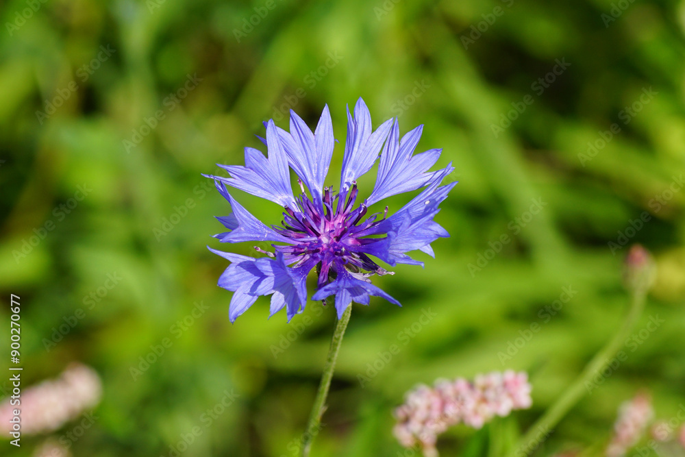 Close up cornflower, bachelor's button (Centaurea cyanus), family Asteraceae. Blurred grass, flowers in the verge. July, Netherlands Close up cornflower, bachelor's button (Centaurea cyanus), family Asteraceae. Blurred grass, flowers in the verge. July, Netherlands