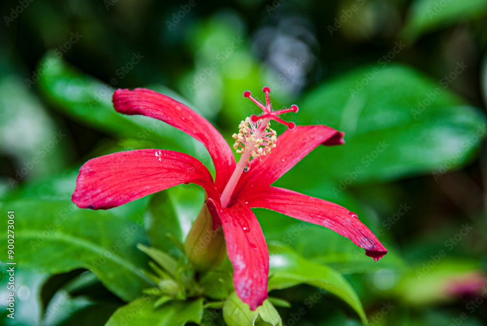 Hibiscus fragilis in Paris, France Hibiscus fragilis in Paris, France
