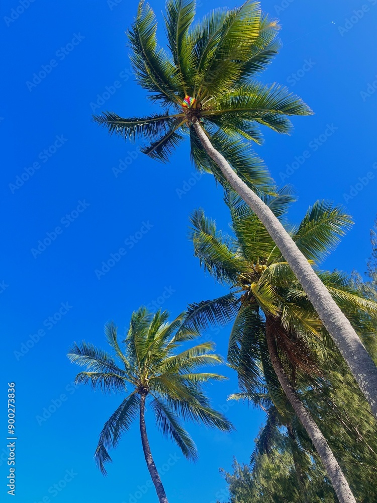 Naklejka premium palm tree and blue sky