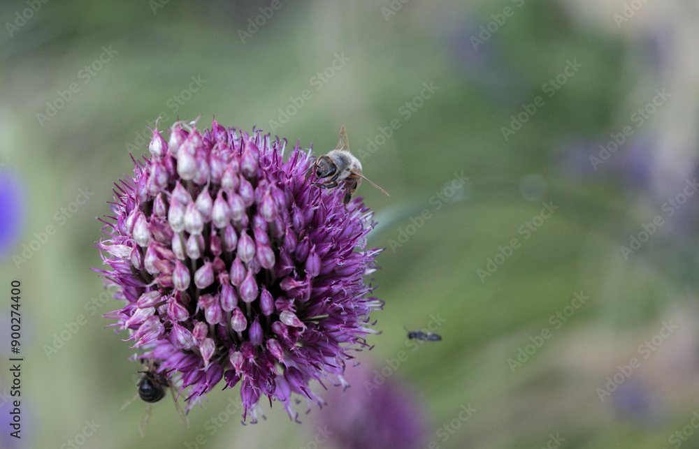 Bee on Allium Sphaerocephalon (drumsticks), close-up, macrophotography Bee on Allium Sphaerocephalon (drumsticks), close-up, macrophotography