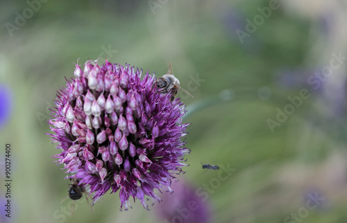 Bee on Allium Sphaerocephalon (drumsticks), close-up, macrophotography