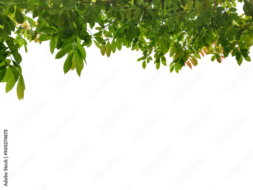 Close-up shot of backlit green leaves isolated on transparent background png file. Close-up shot of backlit green leaves isolated on transparent background png file.