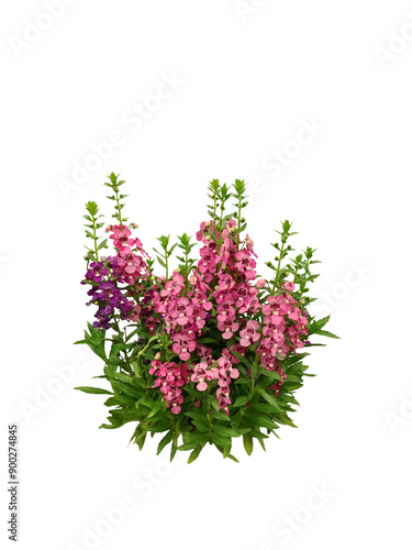 Close-up shot of beautiful blooming Angelonia Serena flower isolated on transparent background png file.