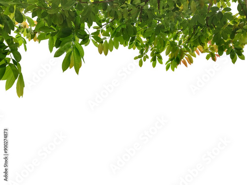 Close-up shot of backlit green leaves isolated on transparent background png file.