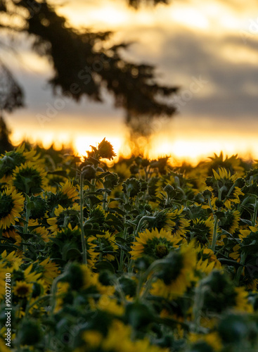 Beautiful field of sunflowers captured during golden hour