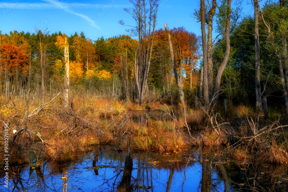 Fototapeta premium Jesień