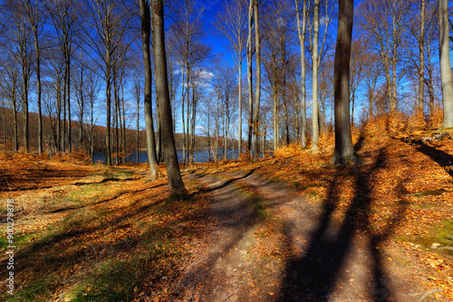 Fototapeta Naklejka Na Ścianę i Meble -  Las