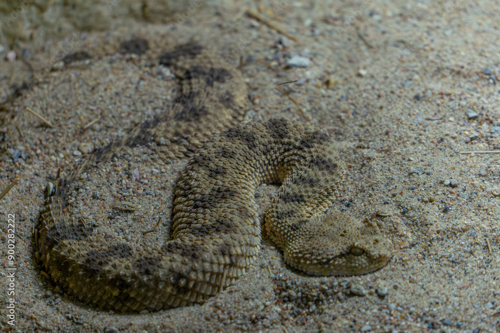 Obraz premium Avicenna's viper (Cerastes vipera) buried in the sand. the viper camouflages itself. a dangerous, venomous snake. wild animal, reptile