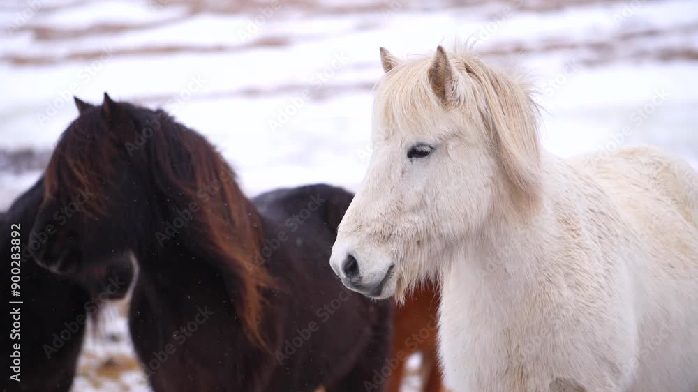 Three horses are standing in the snow, one of which is white. The white horse is looking at the camera, while the other two horses are looking away. The scene has a peaceful and serene mood Three horses are standing in the snow, one of which is white. The white horse is looking at the camera, while the other two horses are looking away. The scene has a peaceful and serene mood