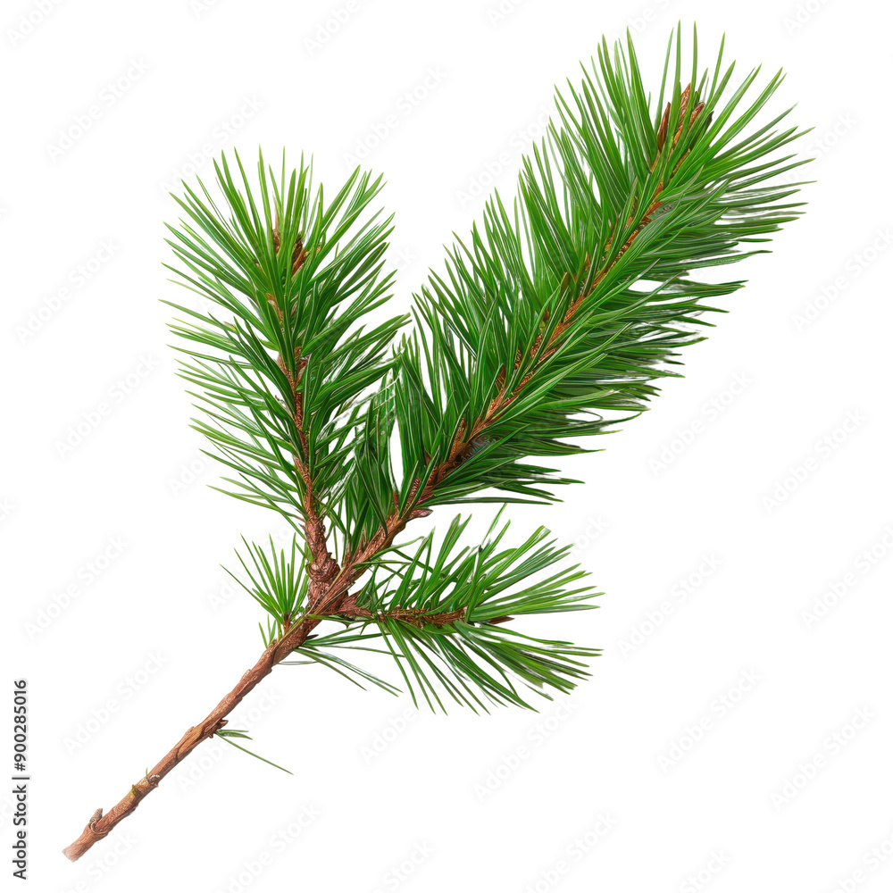 Pine Branch Isolated on Black Background. Pine Branch Isolated on Black Background.