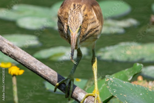 GIOVANE SGARZA CIUFFETTO OASI NATURALISTICA DI TORRILE E TRECASALI photo