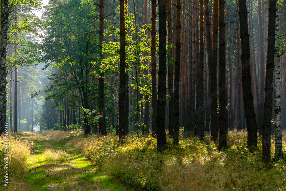 Obraz premium Beautiful magical coniferous deciduous forest in the morning in the summer season. summer in the green forest. magical, delicate, beautiful sunlight in the morning. sunrise in the forest. a walk in th