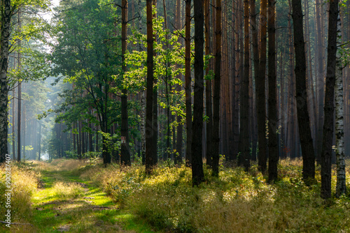 Fototapeta Naklejka Na Ścianę i Meble -  Beautiful magical coniferous deciduous forest in the morning in the summer season. summer in the green forest. magical, delicate, beautiful sunlight in the morning. sunrise in the forest. a walk in th