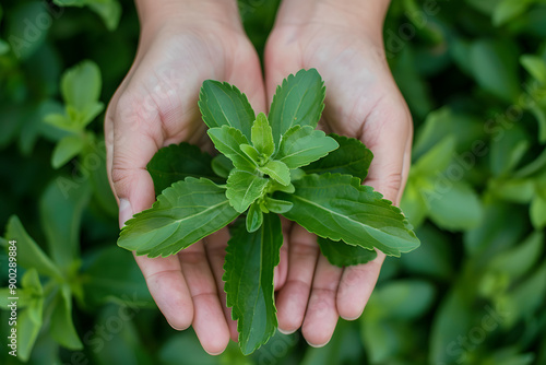 Hands Holding Fresh Green Stevia Plants: A Plantation Close-Up photo