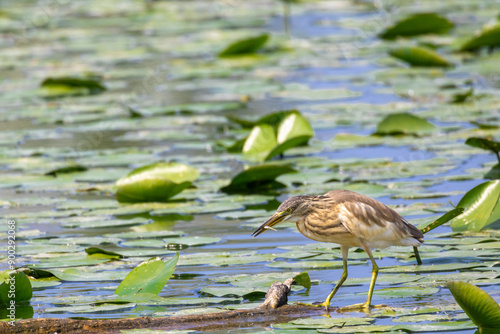 SGARZA CIUFFETTO OASI NATURALISTICA DI TORRILE E TRECASALI photo