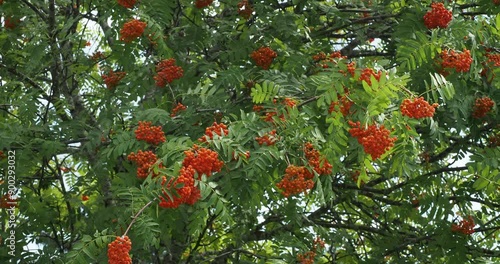 Beautiful mountain-ash or rowan tree (Sorbus aucuparia) with bright bursts of color between its spectacular green foliage and ripenning red-orange berries in early-summer
 photo