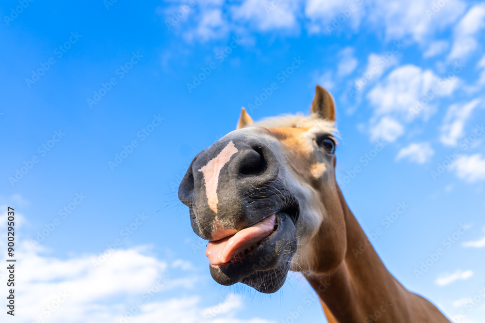 Fototapeta premium Horse showing its tongue. Dark horse at fence outdoors on sunny day, closeup. Beautiful pet. 
