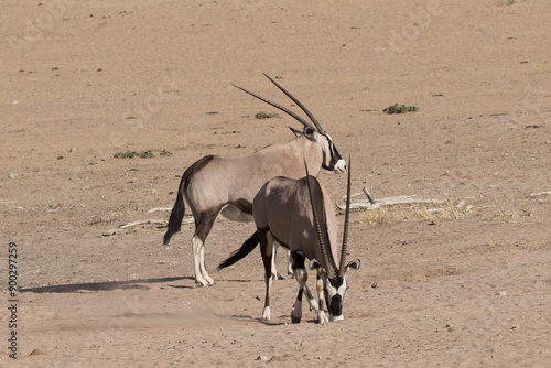 Canvas Print Gemsbok (Oryx gazella) at a waterhole in Kgalagadi reserve, South Africa