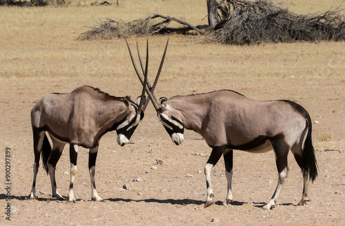 Photography Two gemsbok (Gemsbok (Oryx gazella) portrait in the Kgalagadi Reserve, South Afr