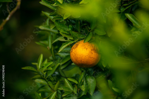 Ripe oranges in orange orchards are grown for agriculture. Blurred foreground and blurred background.