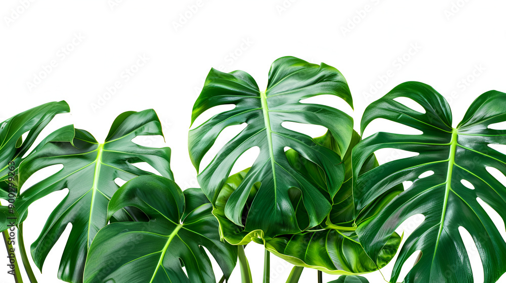 tropical botanical leaves backgrounds on white nature concepts ,A green leaf, Monstera leaves With Isolate On White background, Minimal work space, Concept Flat lay and top view
tropical botanical leaves backgrounds on white nature concepts ,A green leaf, Monstera leaves With Isolate On White background, Minimal work space, Concept Flat lay and top view
