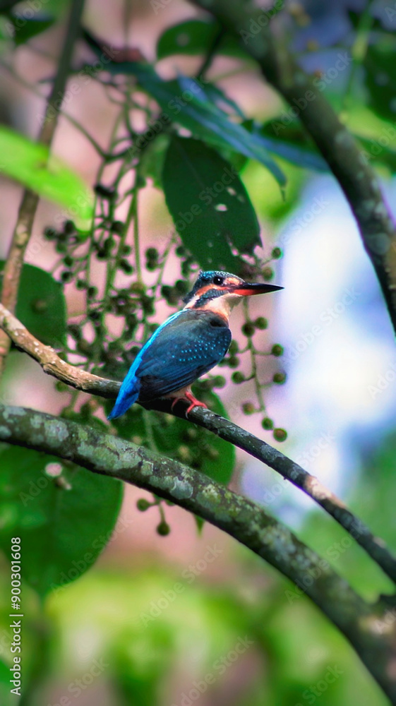 bird on a branch bird on a branch