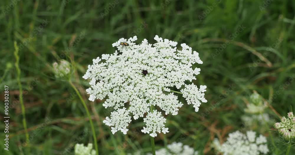 Daucus carota - Close up of an umbel of white radiating flowers of European wild carrot with dark purple floret 'Ruby' in the center Daucus carota - Close up of an umbel of white radiating flowers of European wild carrot with dark purple floret 'Ruby' in the center