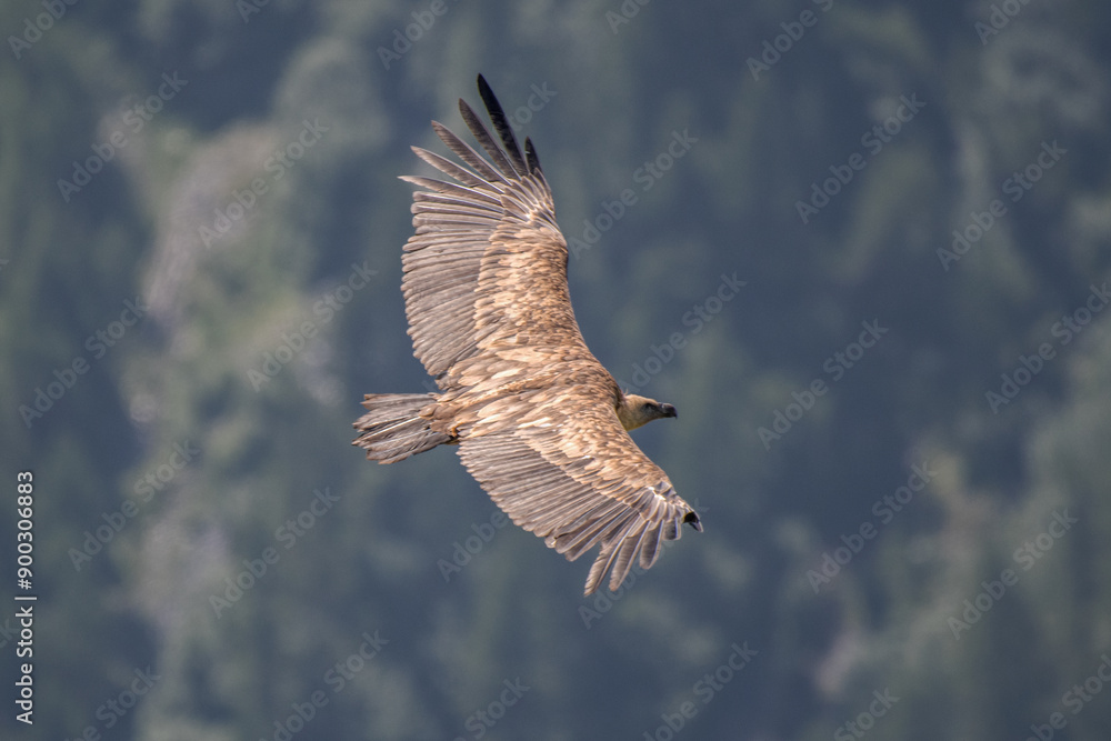 Eurasian griffon vulture (Gyps fulvus) with spred wings fling over a coniferous forest in the Italian Alps, Horinzontal, July.