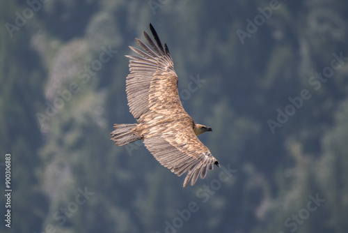 Obraz na płótnie Eurasian griffon vulture (Gyps fulvus) with spred wings fling over a coniferous forest in the Italian Alps, Horinzontal, July. w salonie