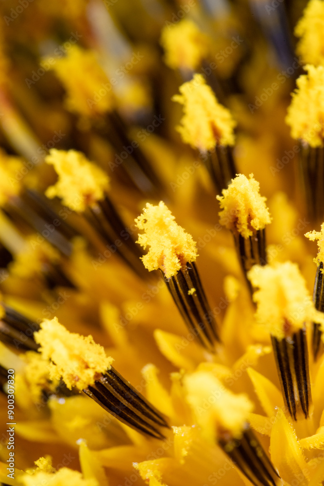 Macro photo of stamen of sunflower (Helianthus annuus)