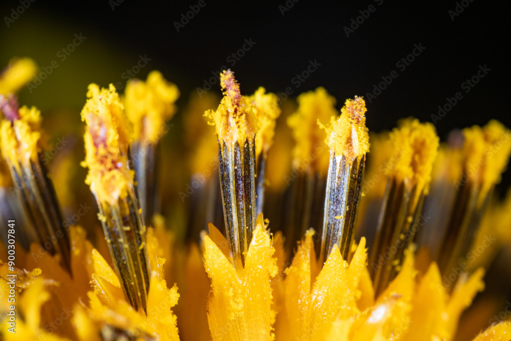 Macro photo of stamen of sunflower (Helianthus annuus)