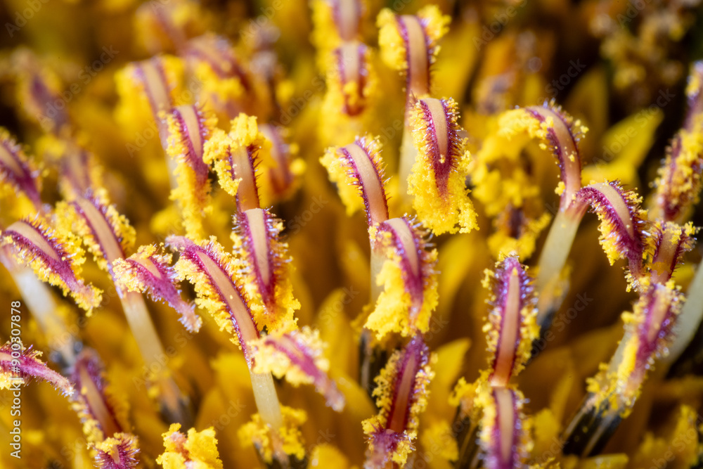 Macro photo of pistil of sunflower (Helianthus annuus)