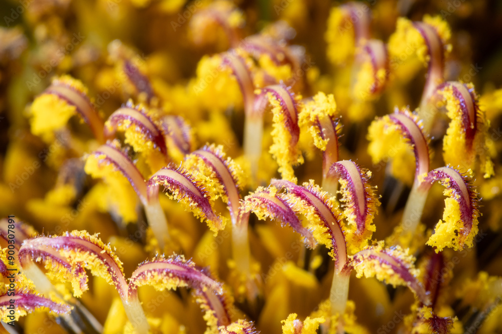 Macro photo of pistil of sunflower (Helianthus annuus)