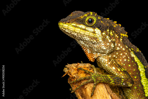 Taiwan japalure close up on a branch with black background photo