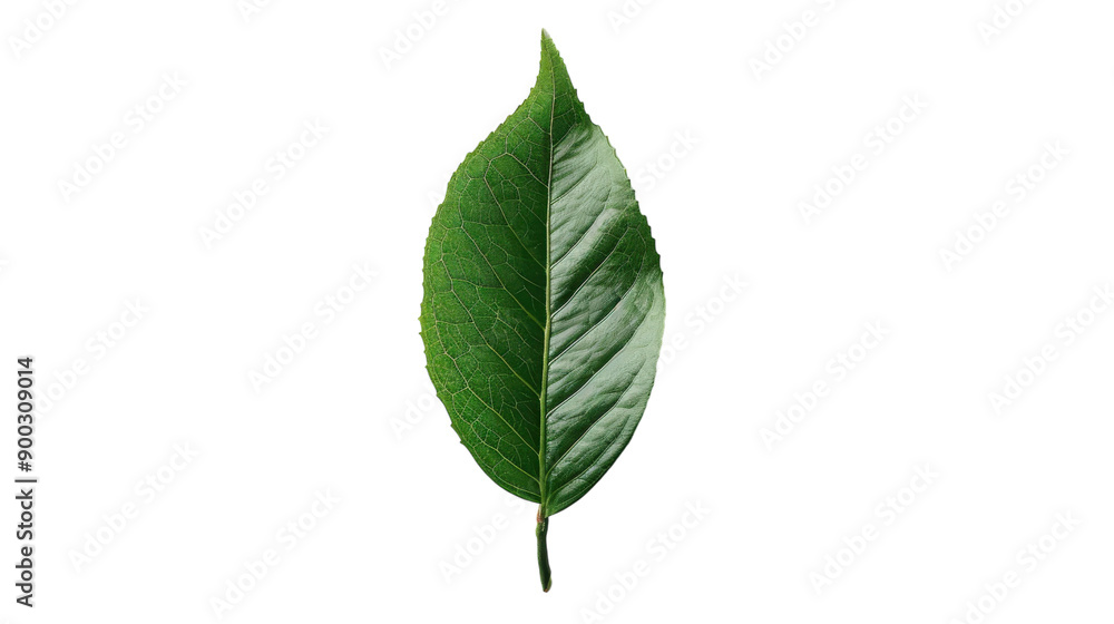 Unique Green Leaf Displaying Intricate Veins Illuminated by Soft Natural Light in a Tranquil Outdoor Setting Unique Green Leaf Displaying Intricate Veins Illuminated by Soft Natural Light in a Tranquil Outdoor Setting