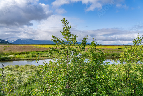 Alnus alnobetula is a common tree widespread across much of Europe, Asia, and North America. Alnus viridis, the green alder, Alnus alnobetula subsp. fruticosa.  Potter Marsh Wildlife Viewing Boardwalk photo