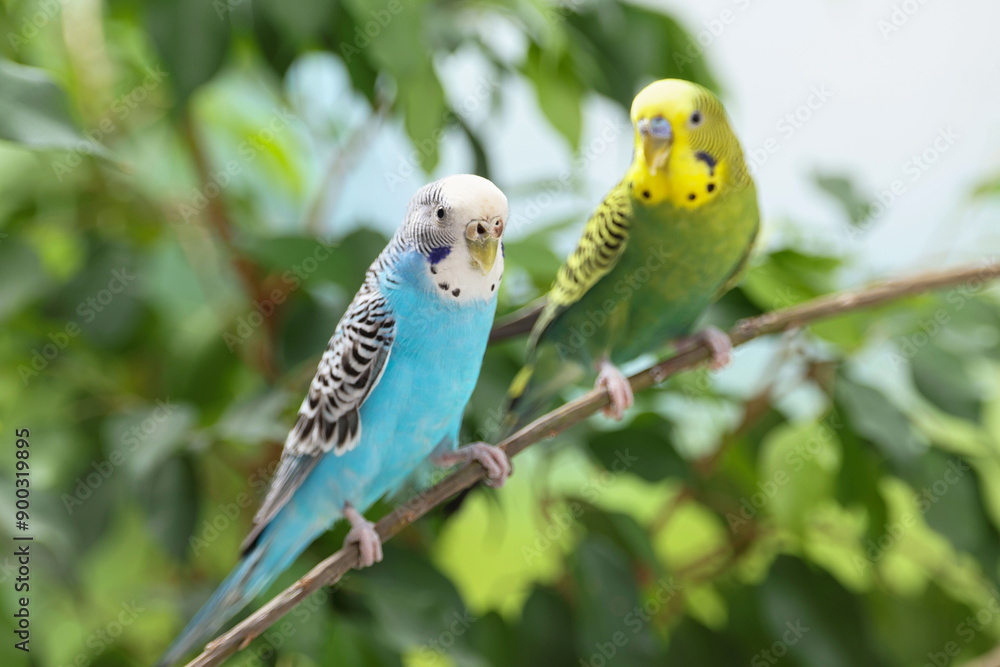 Fototapeta premium Pet parrot. Cute budgerigars sitting on stick against blurred background