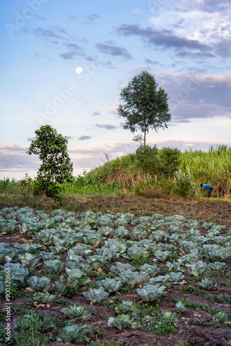 A vegetable farm at sunset with the full moon visible. 