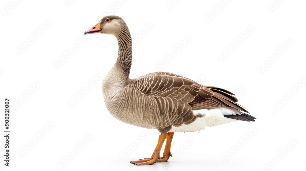 a goose isolated on white background a goose isolated on white background