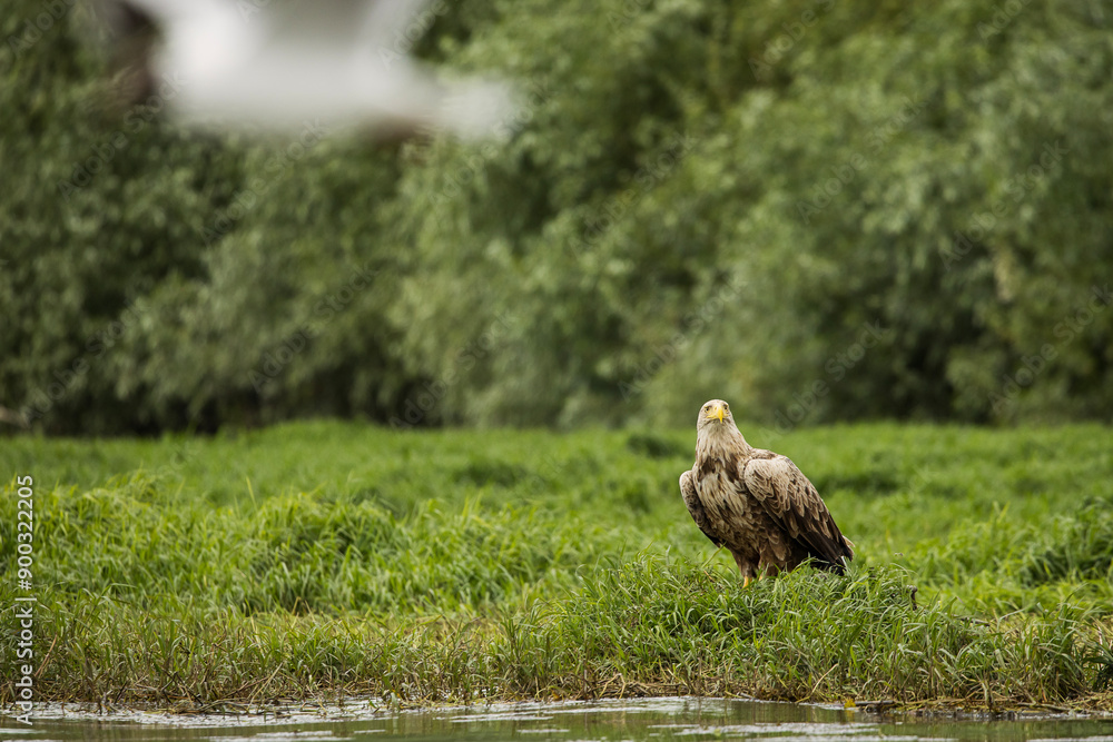 White tailed eagle chased by a craw
