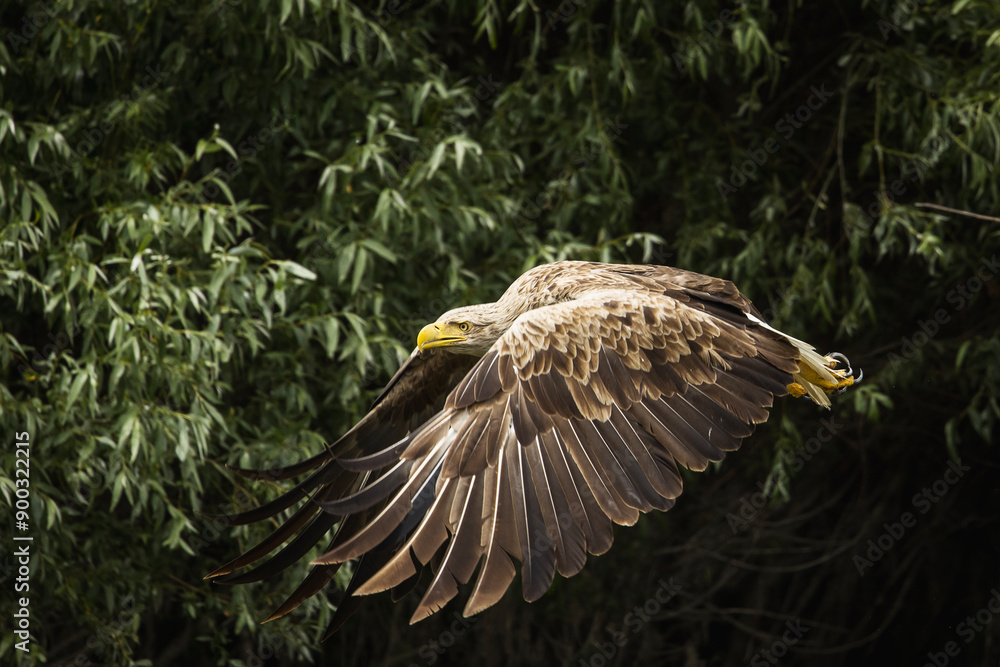 White tailed eagle in wild nature