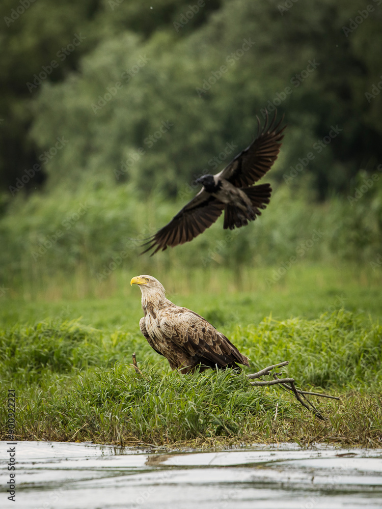 White tailed eagle chased by a craw