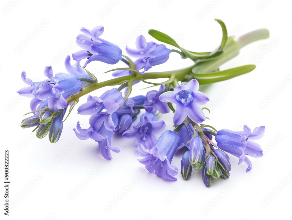 Delicate bluebells rest elegantly against a softly blurred white background Delicate bluebells rest elegantly against a softly blurred white background