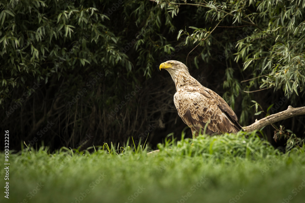 White tailed eagle in wild nature